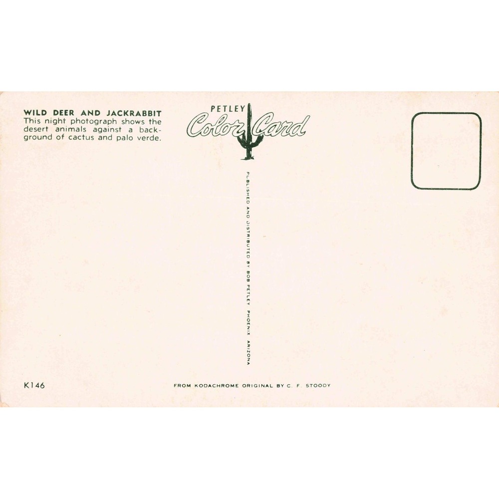 Vintage Petley Color Card Wild Deer and Jackrabbit Desert Night Postcard K146 - Picture 2 of 2